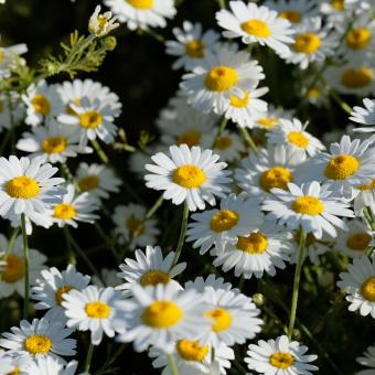 Corn chamomile